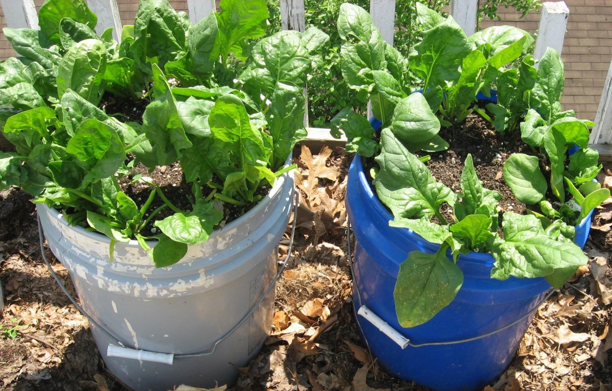Leafy greens growing in buckets