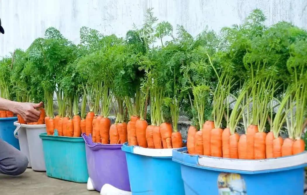 Carrots growing in bucket garden