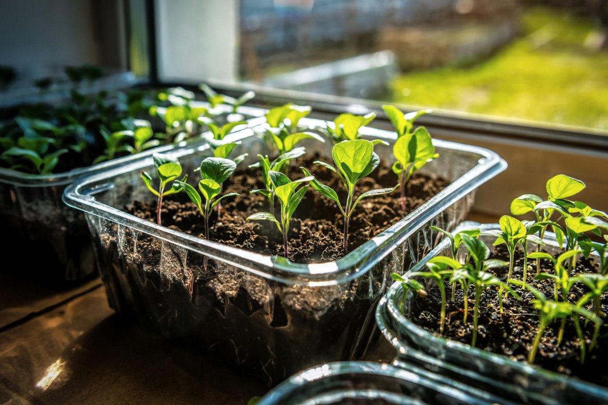 Seedlings growing on windowsill