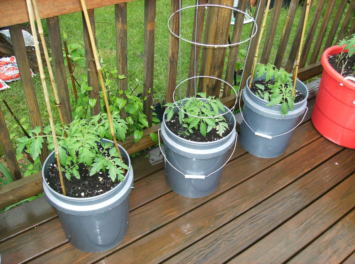 Tomato plant growing in bucket