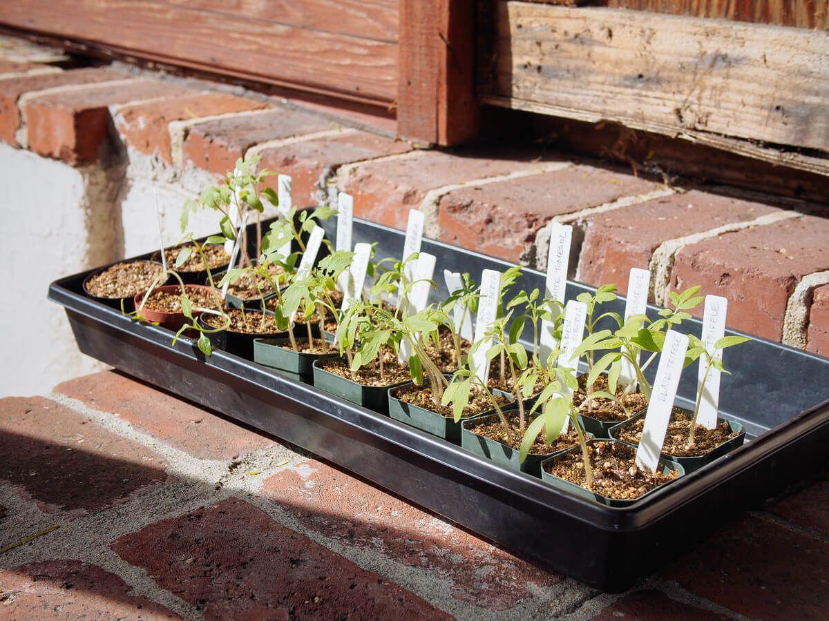 Seedlings hardening off outdoors