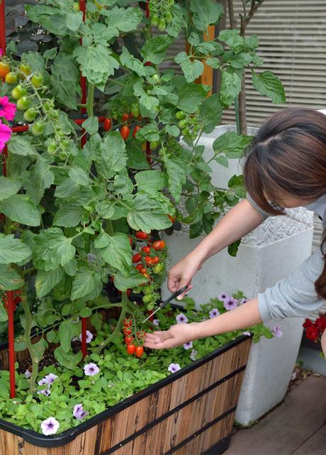 Harvested vegetables from buckets