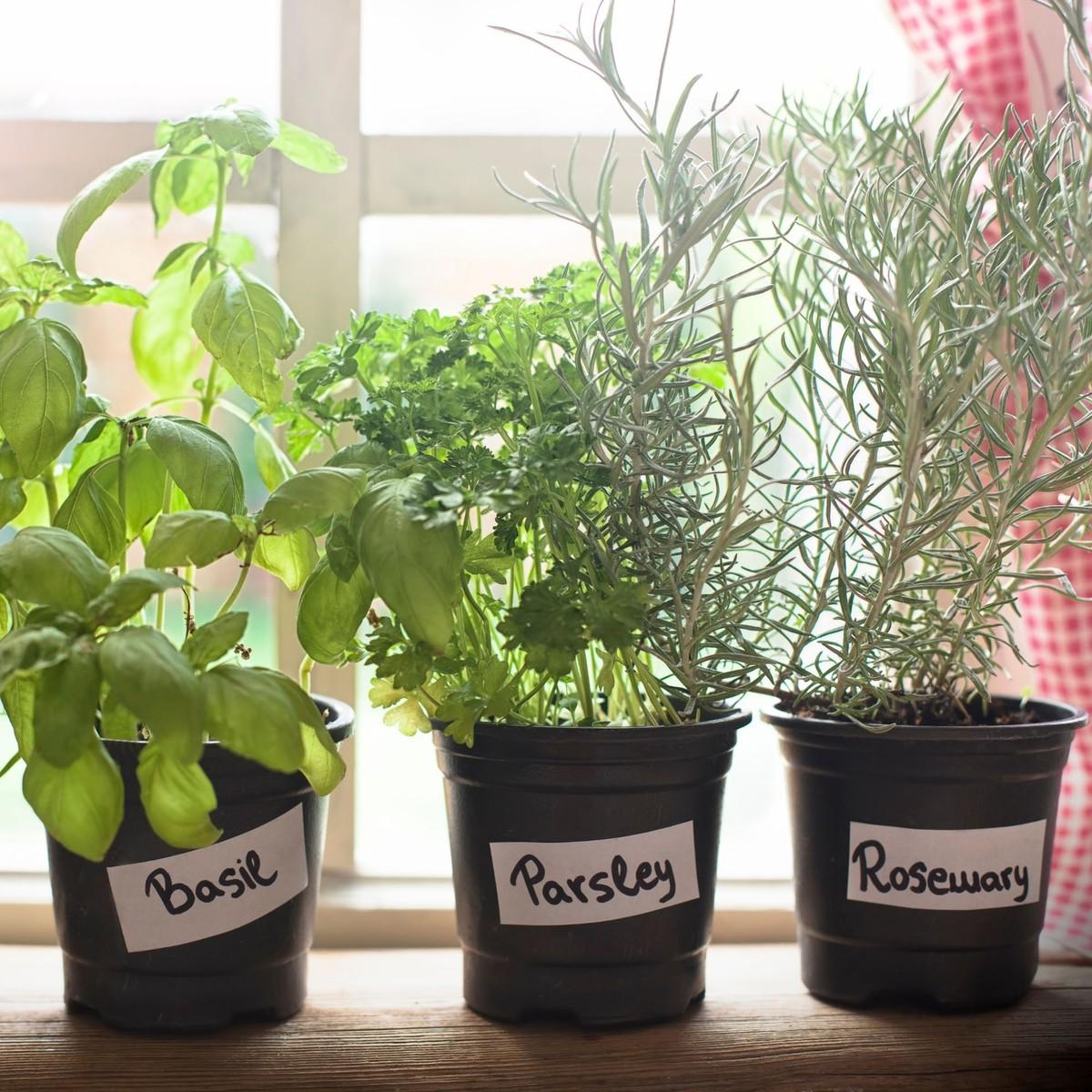 herb seedlings under indoor lights