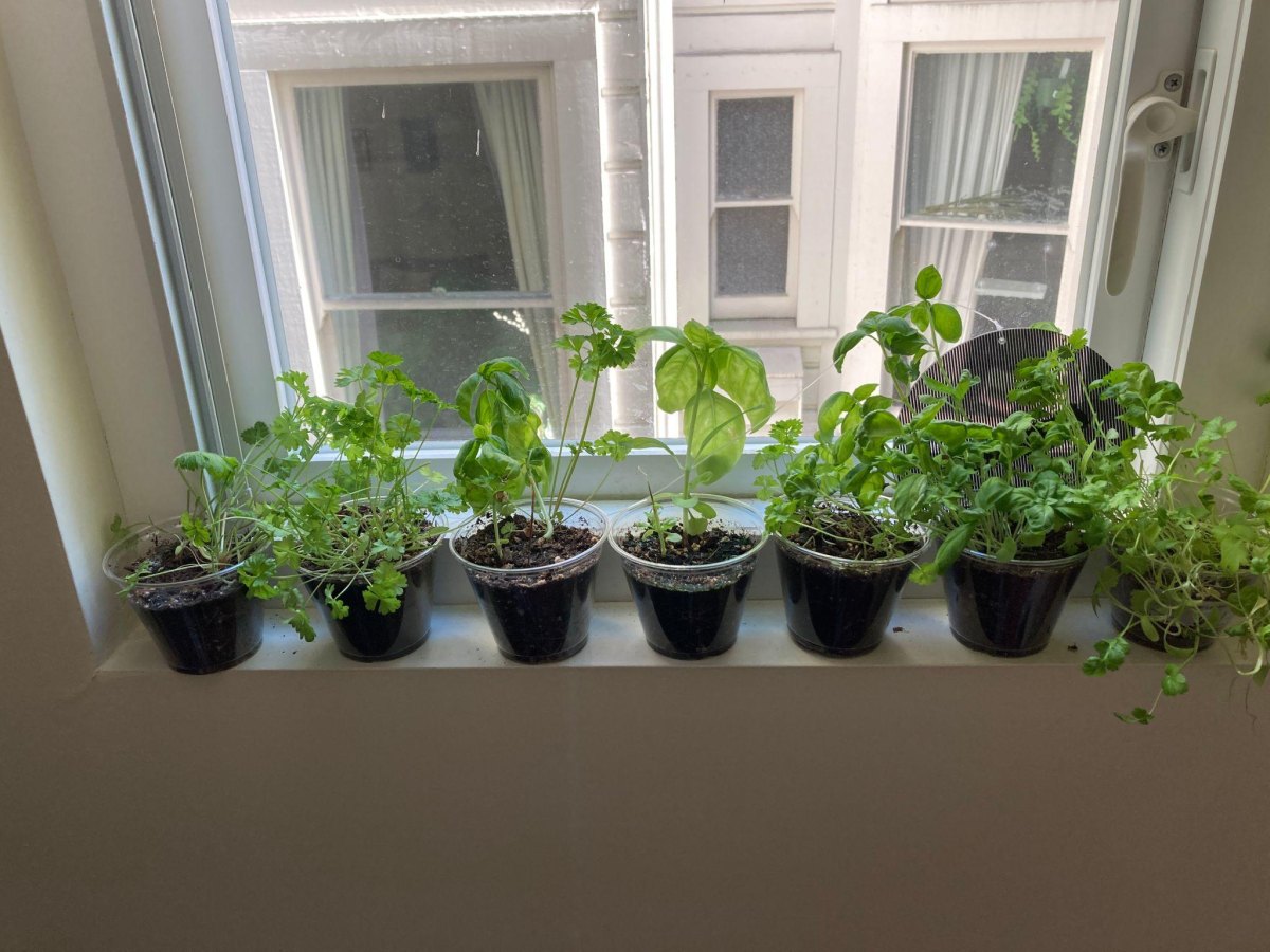 Herb seedlings growing indoors