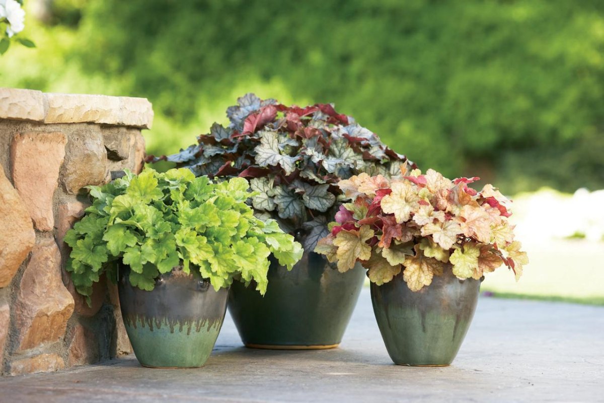 Colorful heuchera foliage filling a round shade garden pot