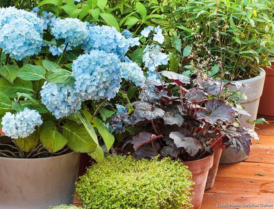 Blue hydrangea blooms burgundy heuchera and lime-green creeping Jenny in a large planter