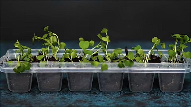 Ice cube tray seed starters