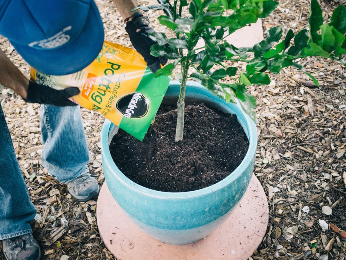 Citrus tree soil mix in container