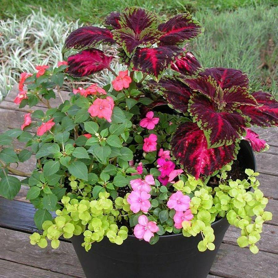 Pink impatiens colorful coleus and silver dichondra in a shaded container