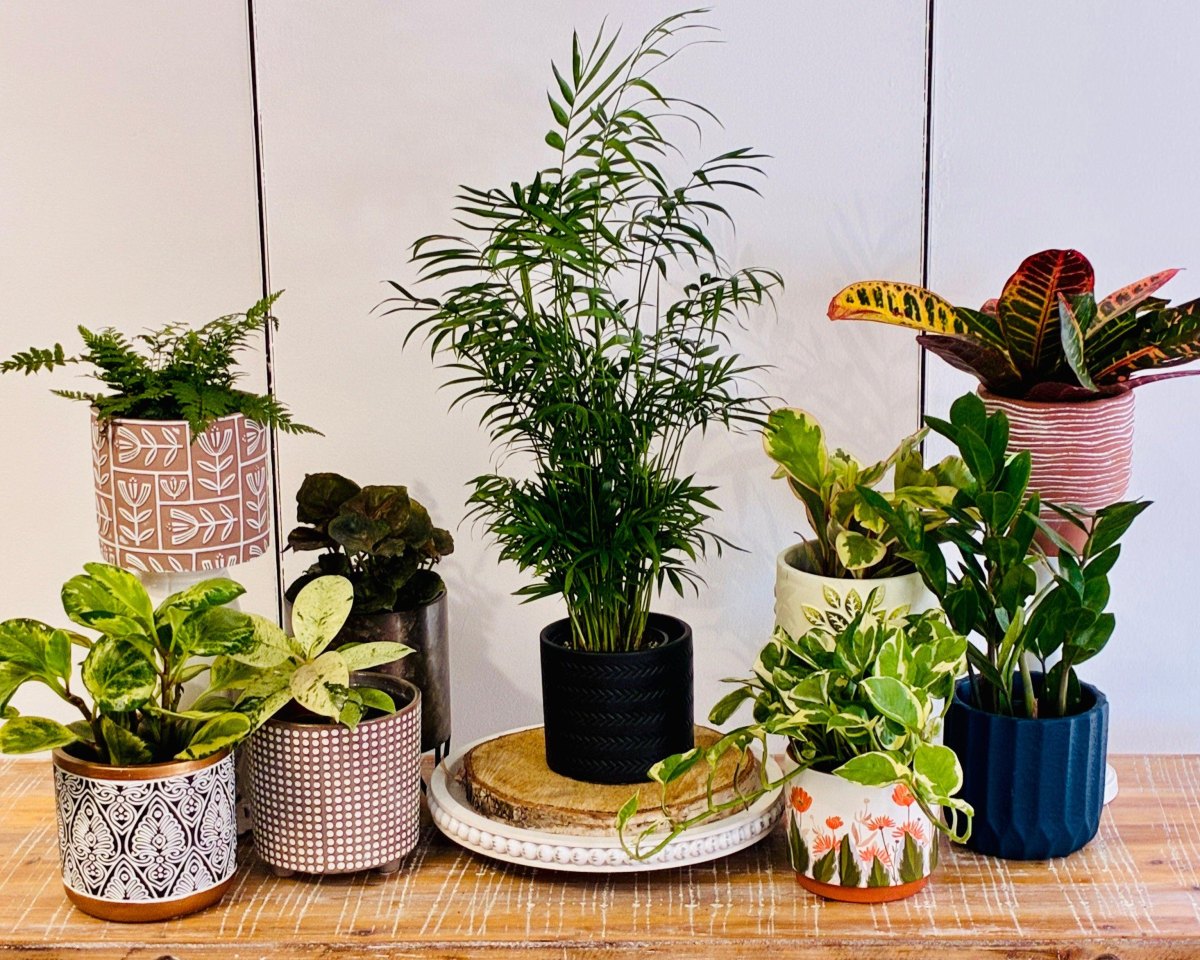Indoor plants arranged in containers