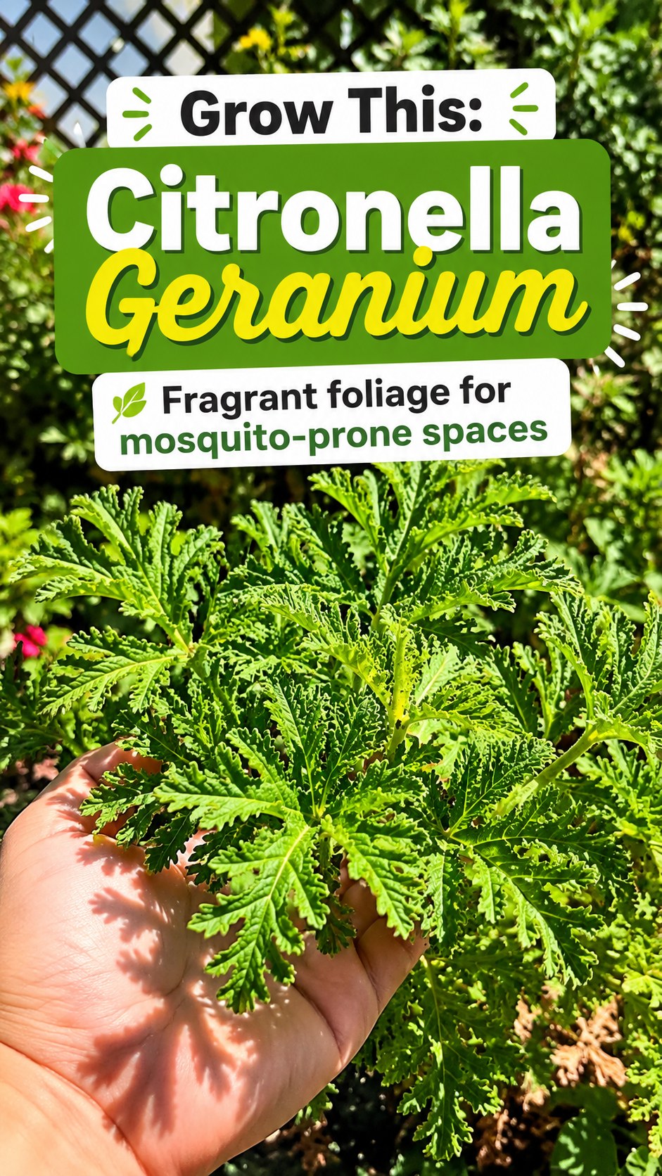 A hand holding fragrant lacy citronella geranium foliage, a popular mosquito-deterrent container plant