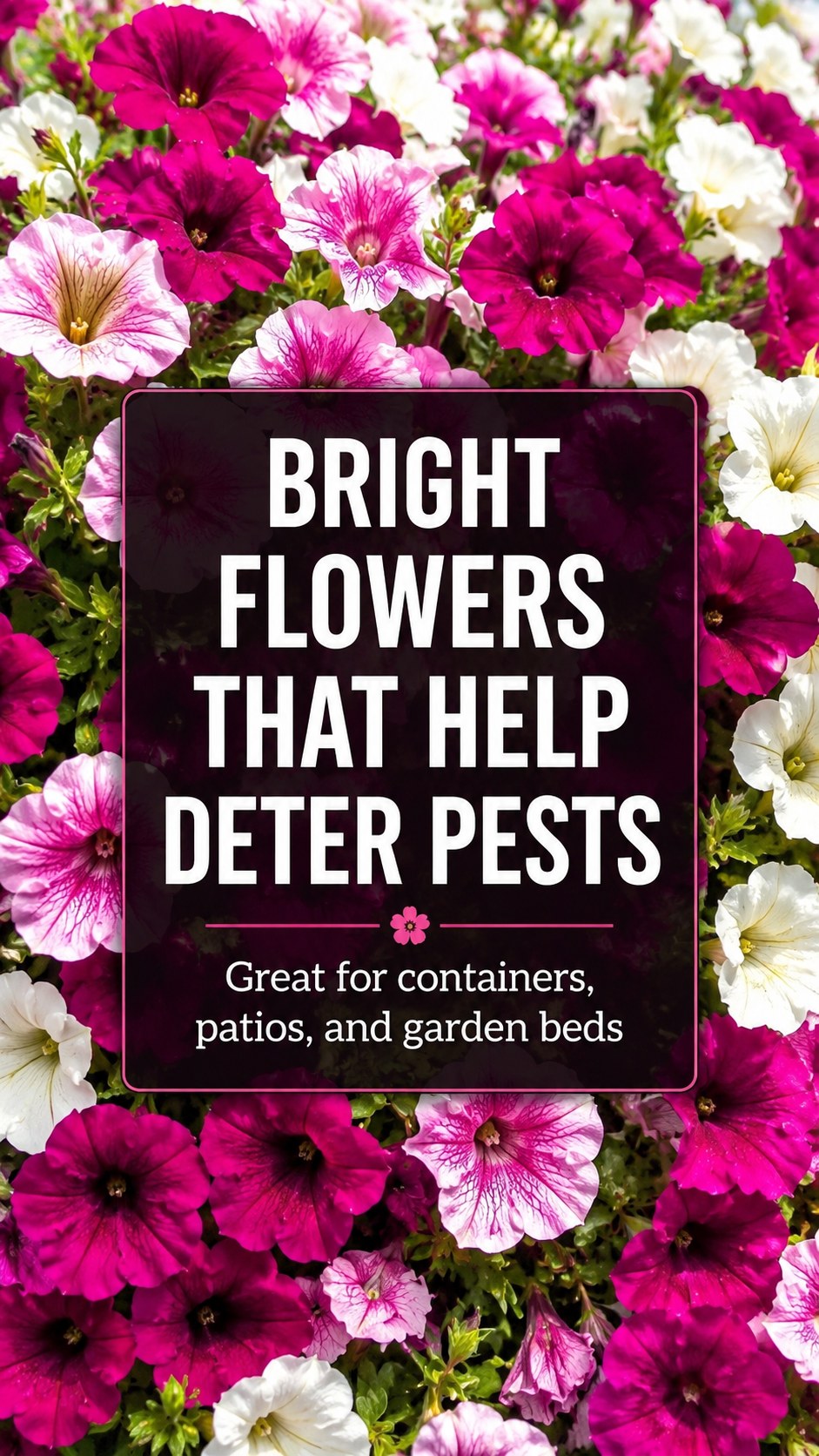 Bright pink and white petunia blooms filling a container, a cheerful but mildly pest-resistant patio flower