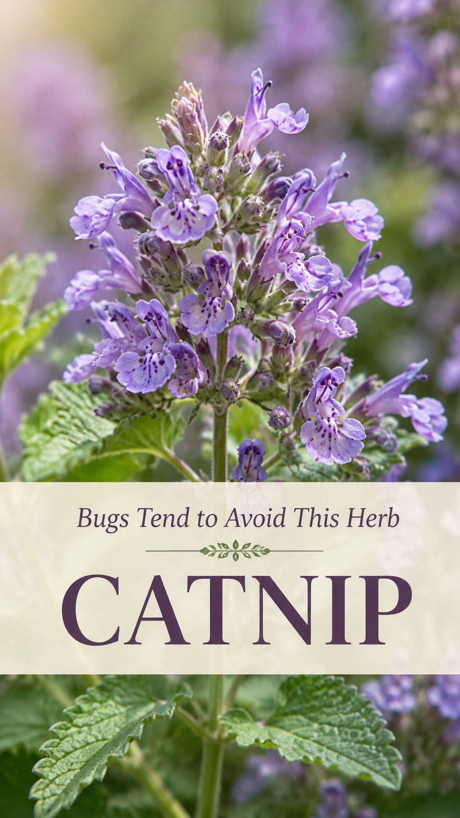 Purple catnip blooms, one of the more research-backed insect repellent plants for a garden bed