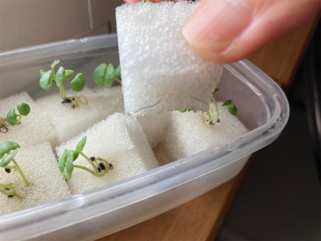 Seeds growing in kitchen sponge