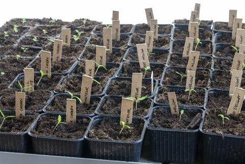 Labeled seedling trays with markers