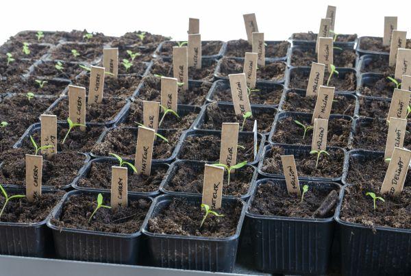 Labeled seed trays with plant markers