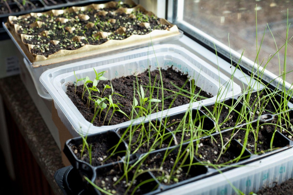 Leek seedlings in starter trays