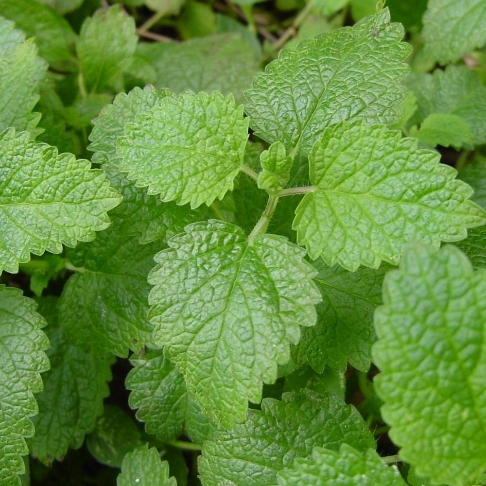 Lemon balm plant with green leaves