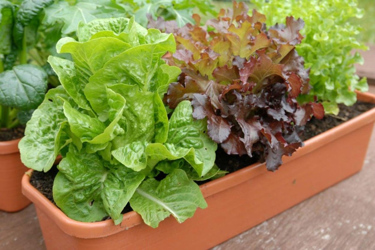 Lettuce growing in vegetable containers