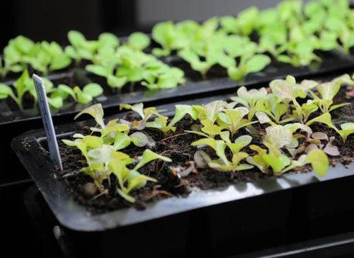 Lettuce seedlings in indoor trays