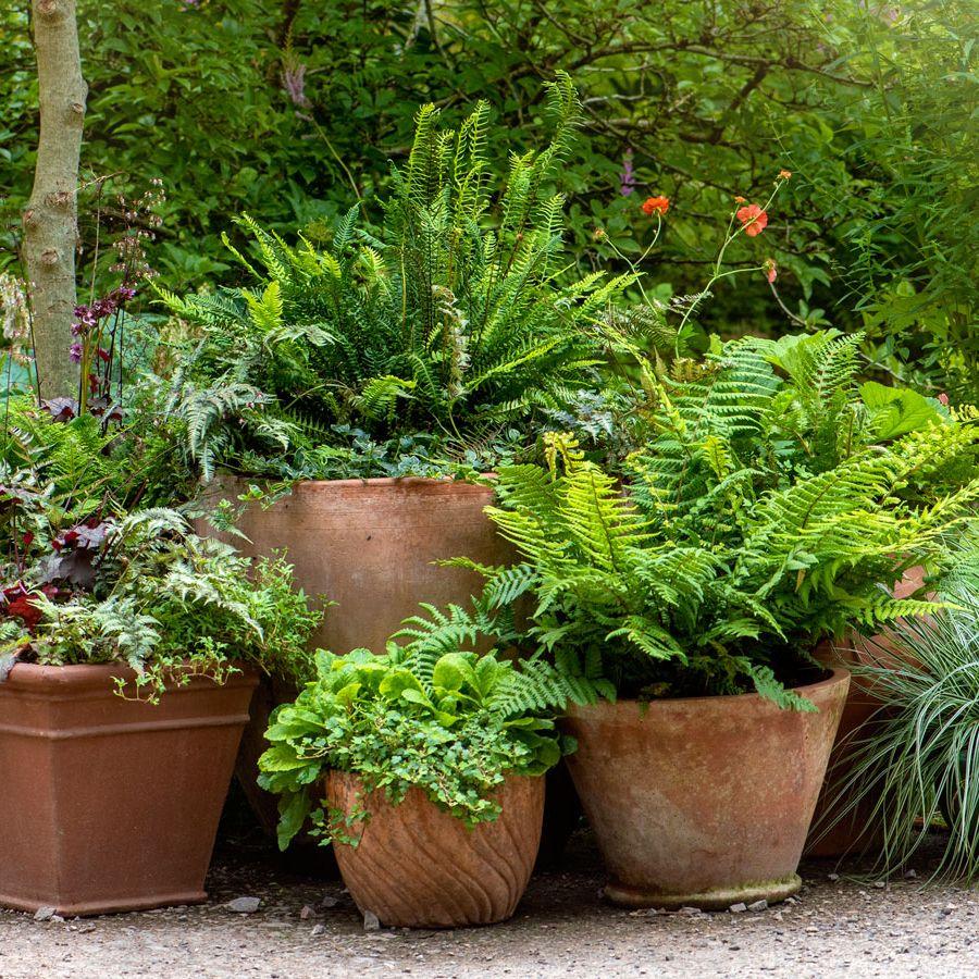 Shade Garden Pots Ideas That Actually Work