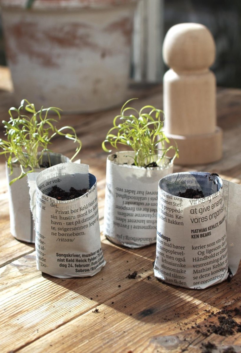 DIY newspaper pots with seedlings