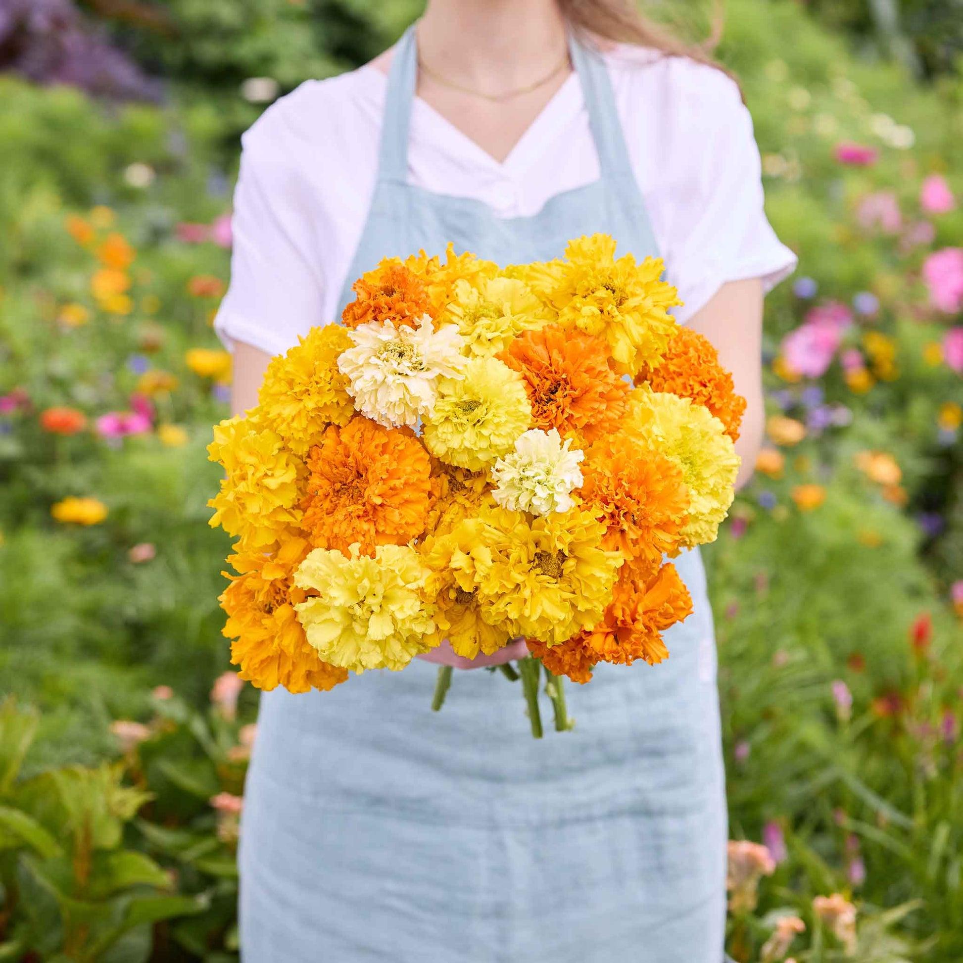 Marigold flowers ready for cutting