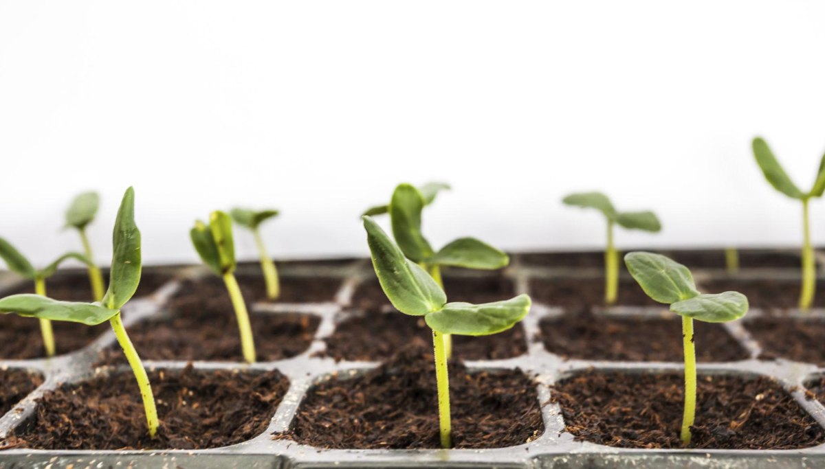 Melon seedlings growing indoors