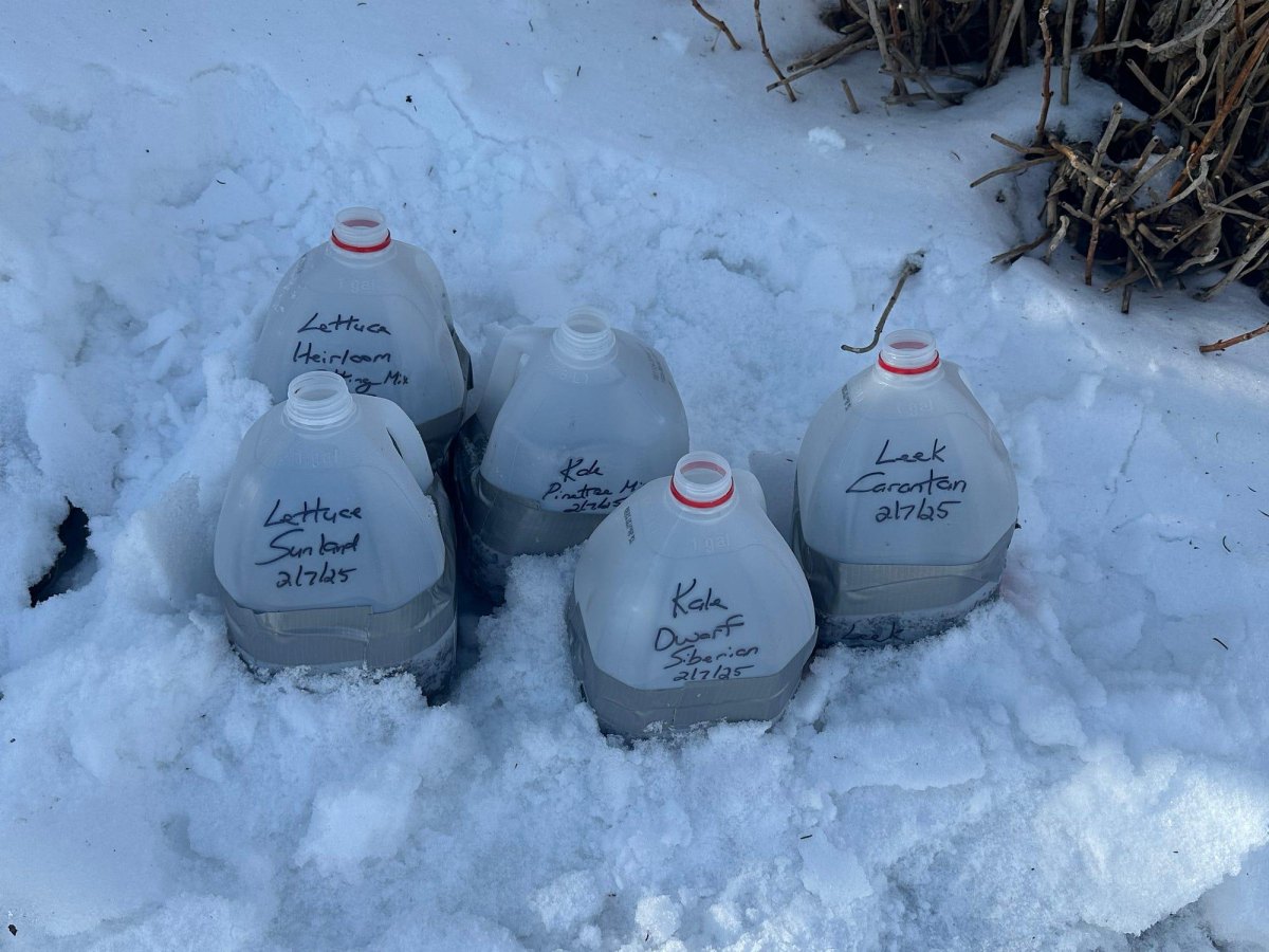Milk jug winter seed starter