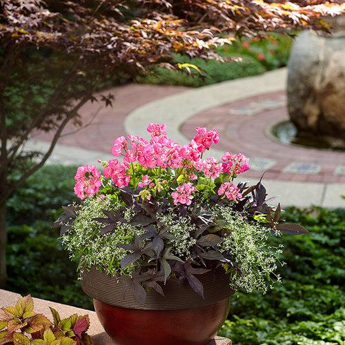 Magenta million bells pink geraniums and delicate white euphorbia flowers in a planter