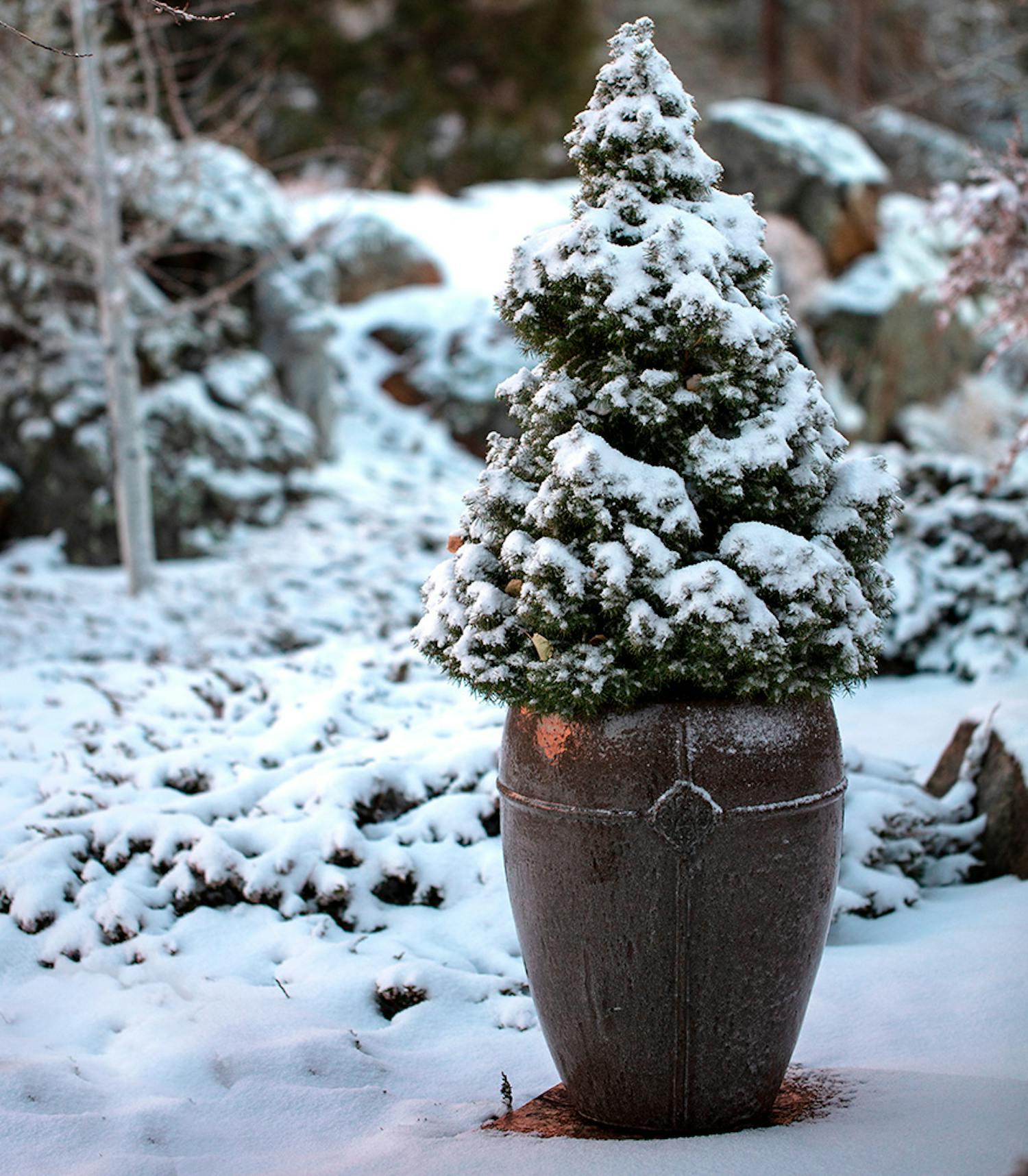 Small winter trees in containers