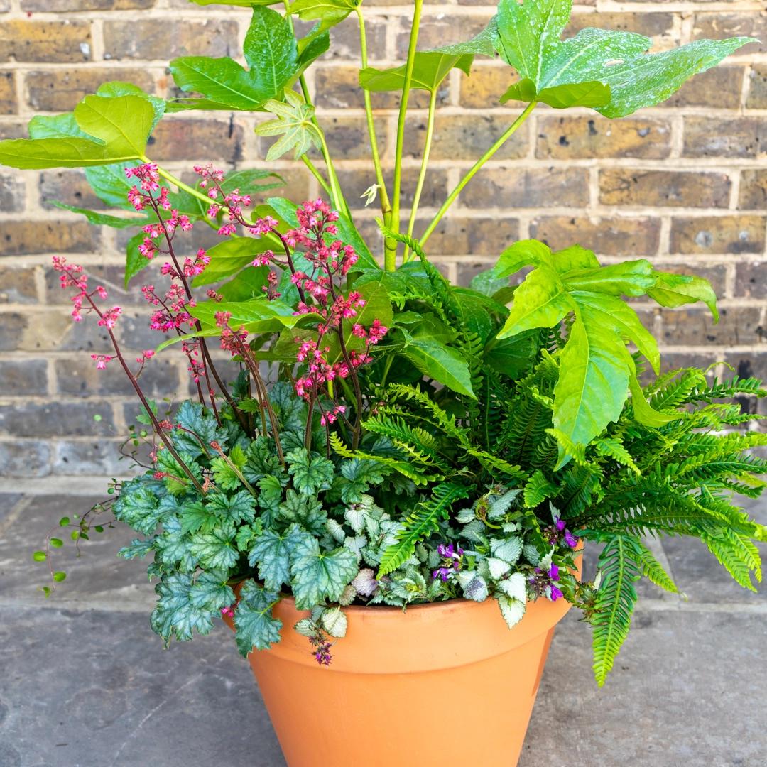 Mixed foliage textures arranged together in one shade pot