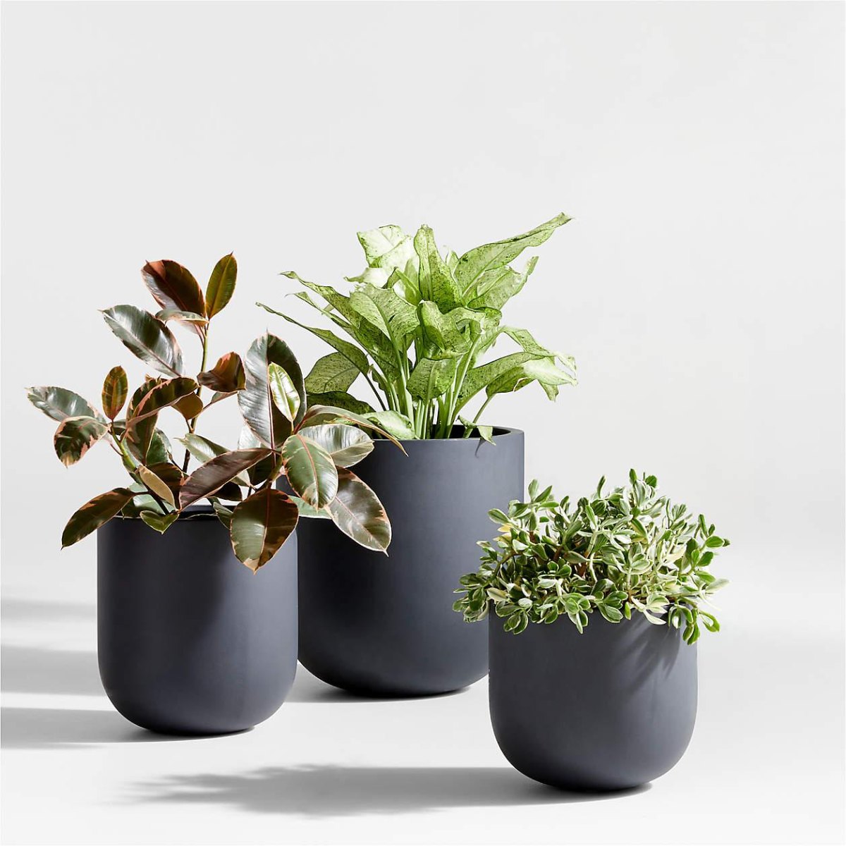 Modern minimalist shade pots with lush green foliage