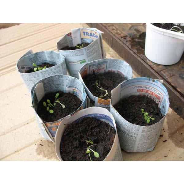 Newspaper pots with seedlings