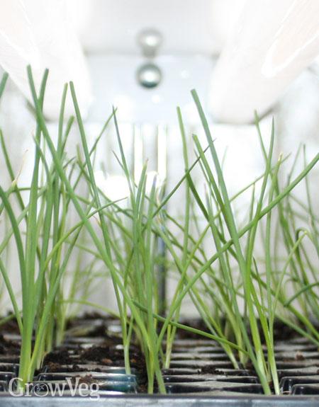Onion seedlings growing indoors