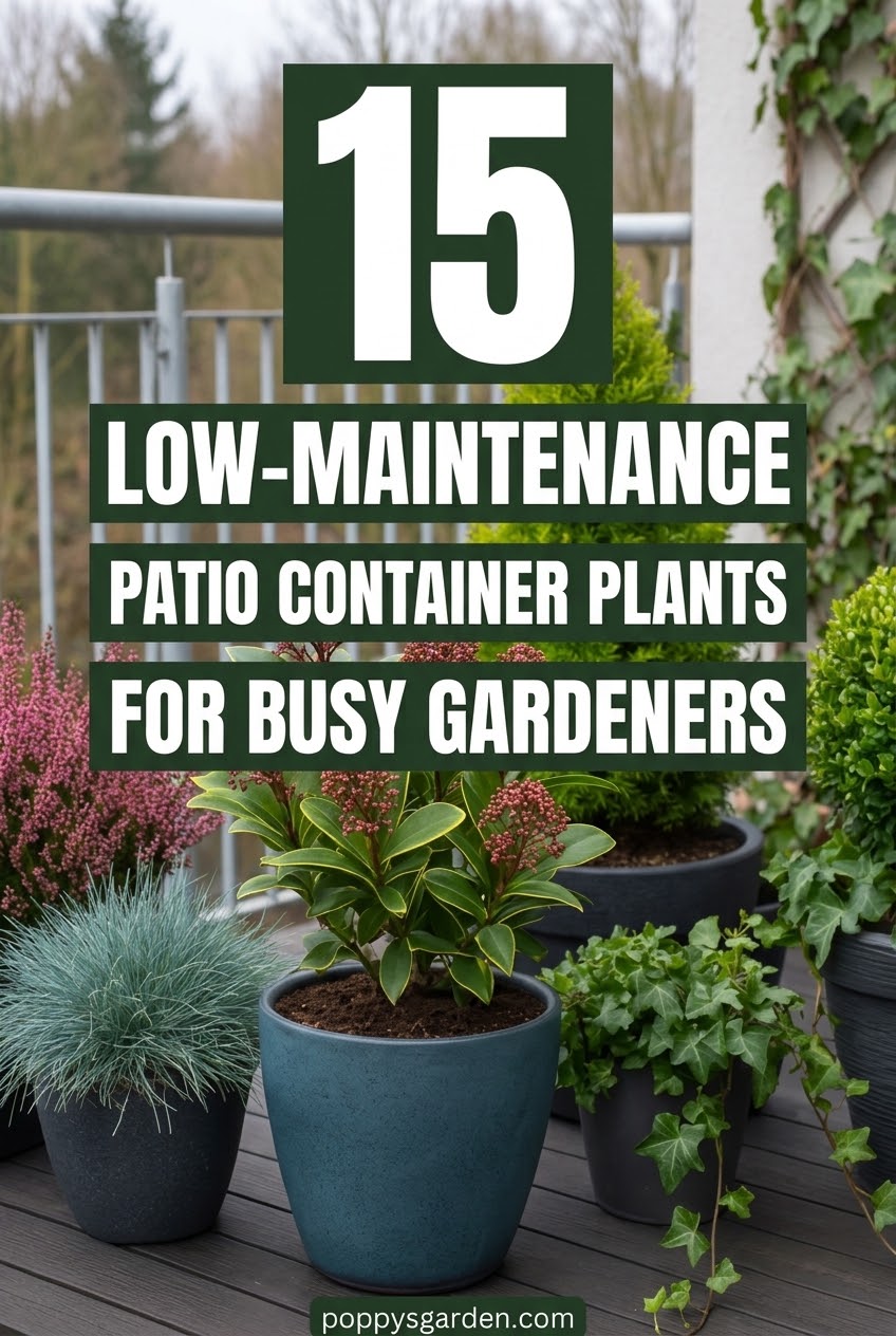 15 Low-Maintenance Patio Container Plants for Busy Gardeners