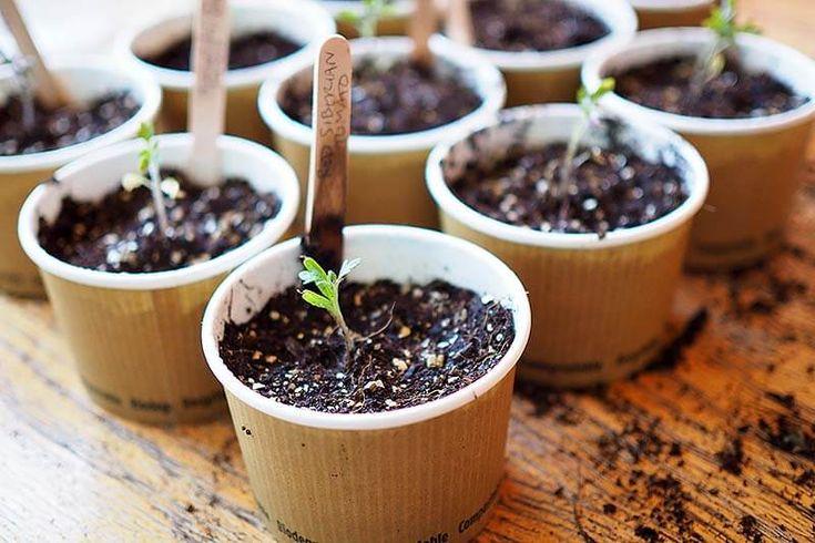 Paper cups holding seedlings