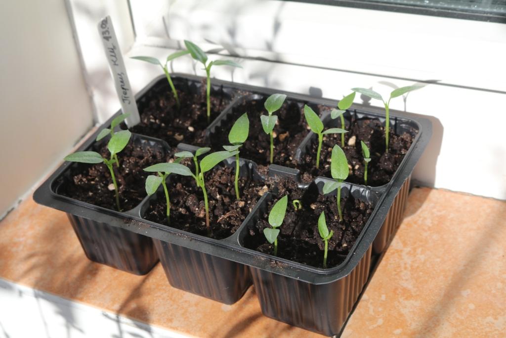 pepper seedlings in seed tray