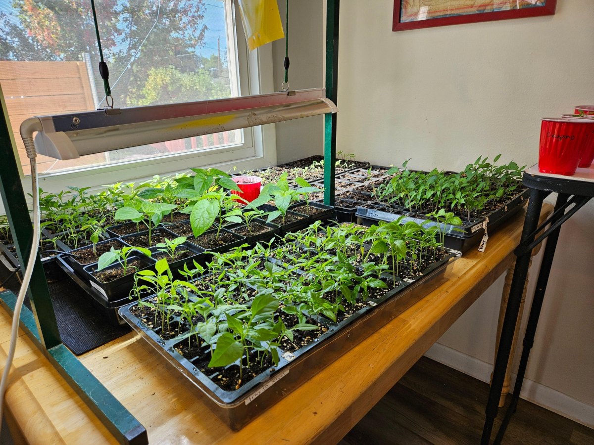 Pepper seedlings under indoor grow lights