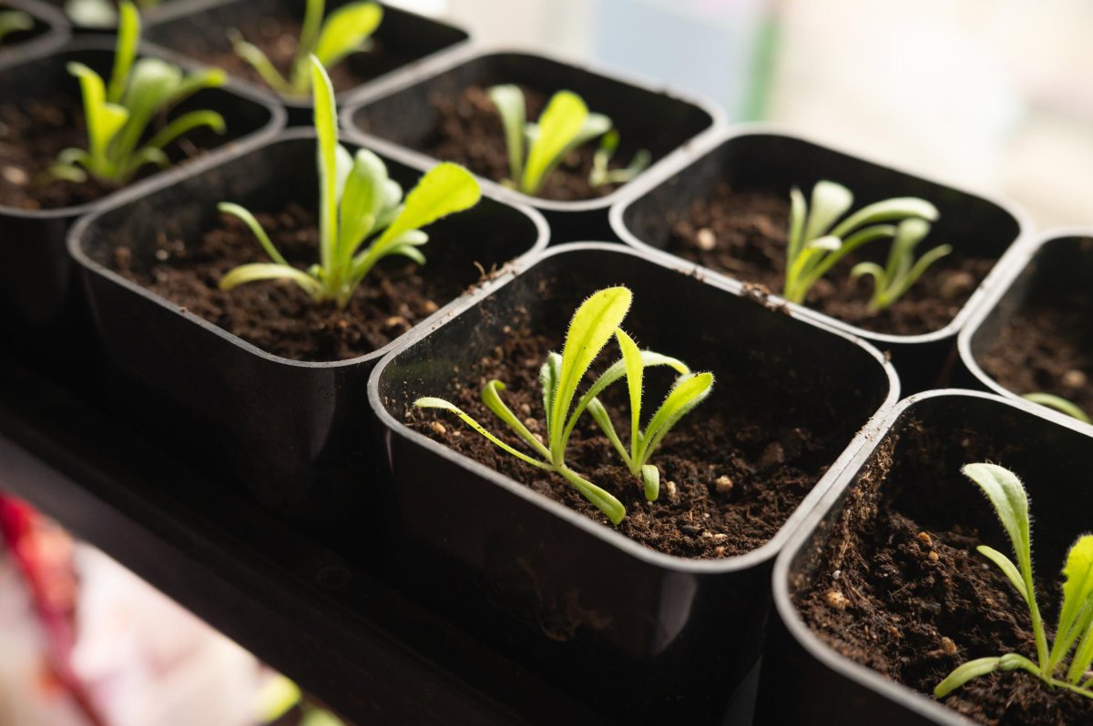 perennial flower seedlings growing