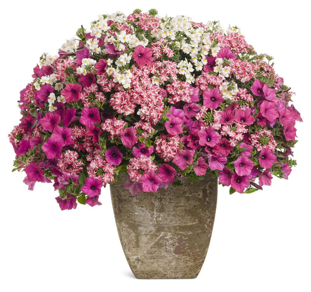 16 Beautiful Container Garden Flower Combinations That Work