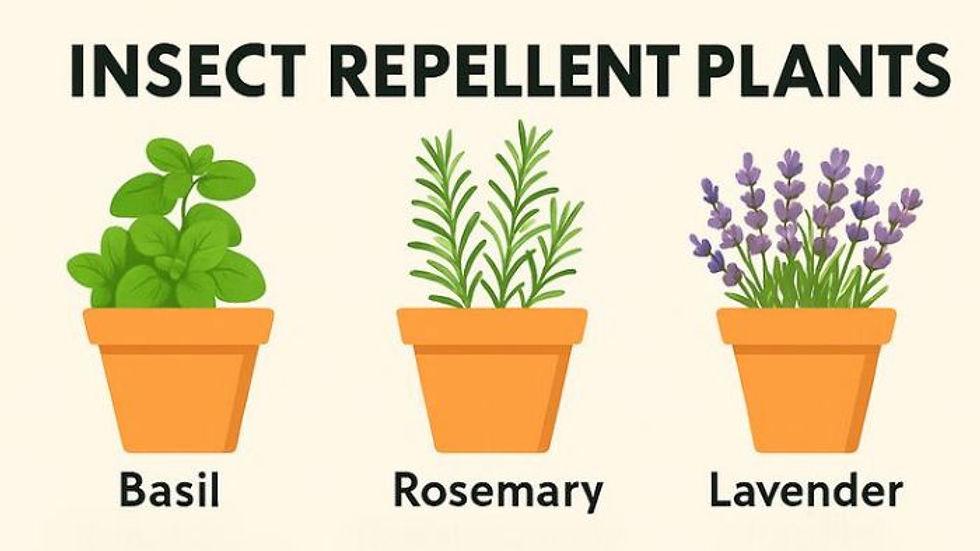 Natural Pest Control Garden Ideas That Actually Work