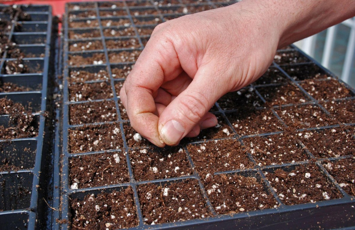 Hands planting seeds in soil tray