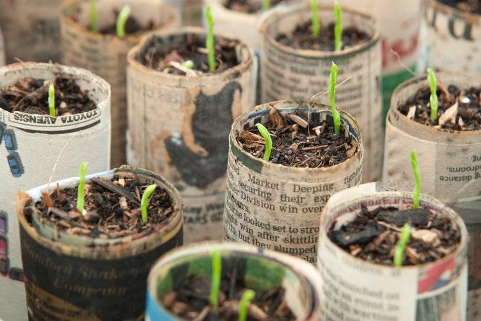 Seeds planted in newspaper pots