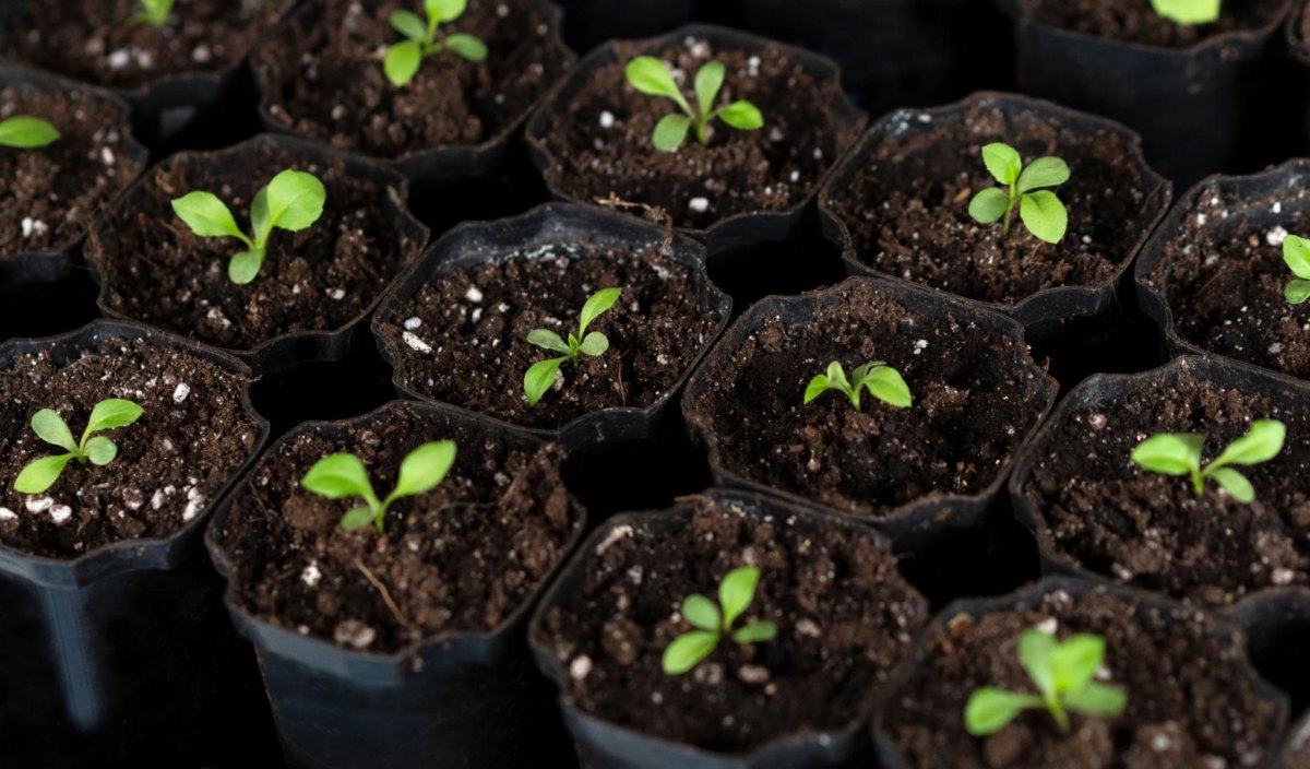 Plastic nursery pots with seedlings