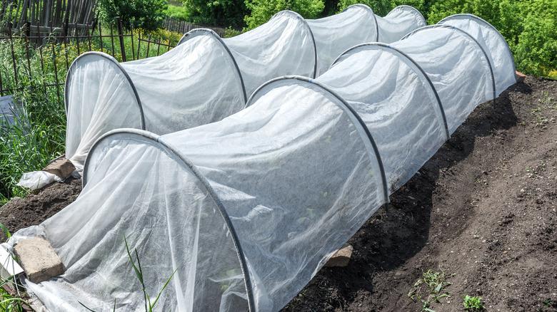 Floating row cover protecting young vegetable plants