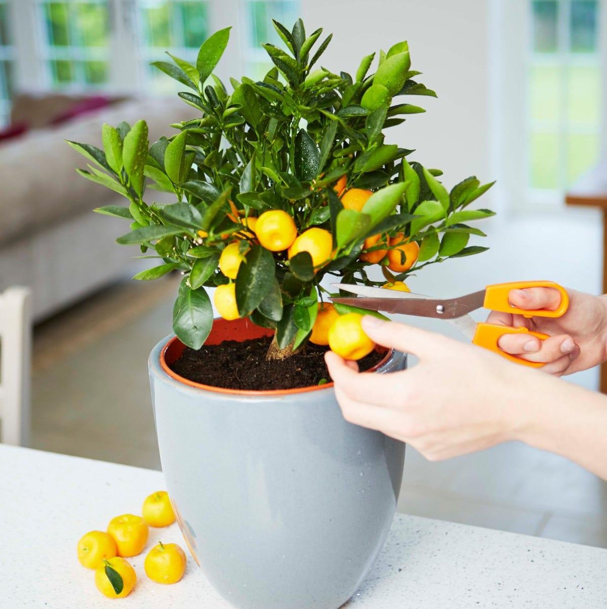 Pruning dwarf citrus tree