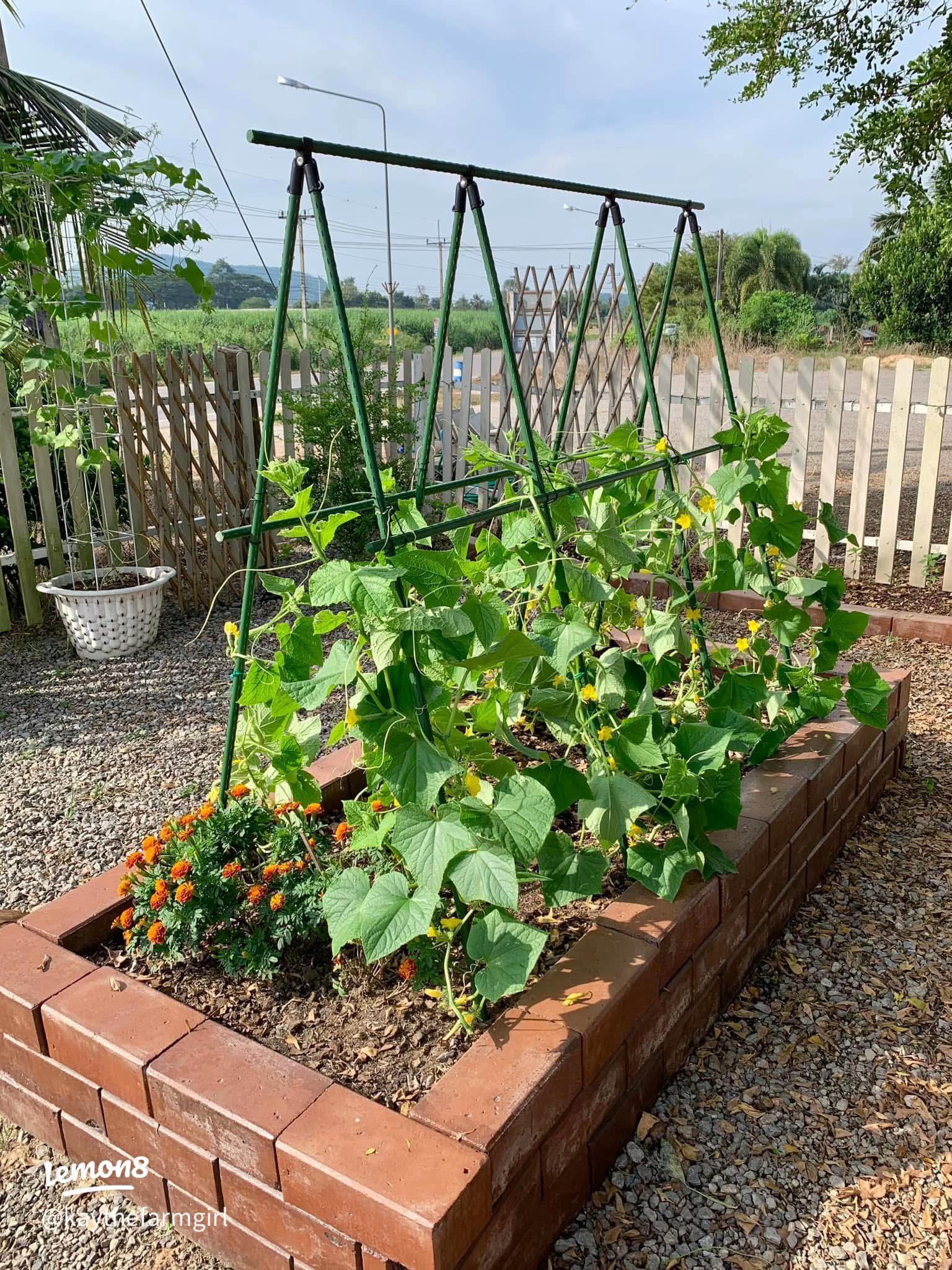 Raised bed cucumber trellis ideas with vertical garden support