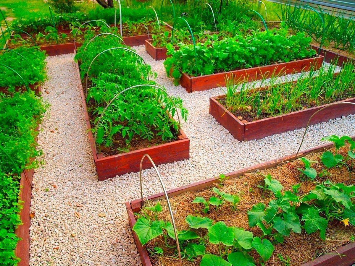 Raised beds with garden pathways