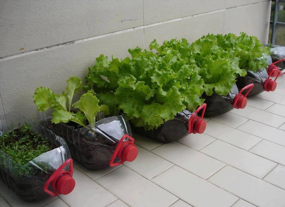 Recycled container vegetable garden
